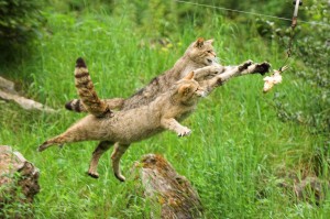 © Wildtierpark Bad Mergentheim